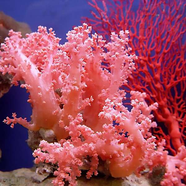Розовый коралл: почему он стал любимцем женщин и с чем его носить