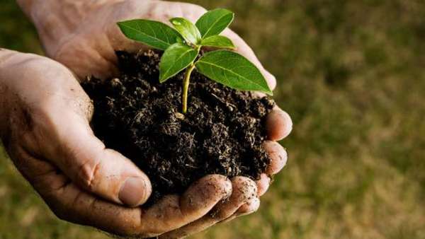 биогумус удобрение для растений