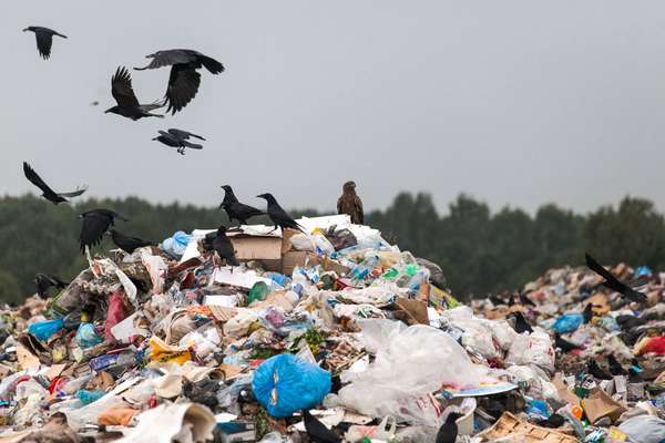 Экологическая проблема мусора 