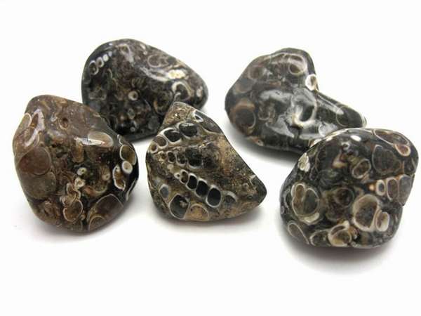 Камень панцирной окраски: все о черепаховом агате