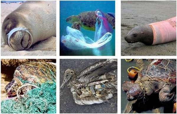 животные страдающие от мусора в океане